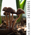 Mushrooms are growing from the soil with some rocks around them. They stand tall among green plants in a small garden. The light comes from above as it is daytime. 141188691