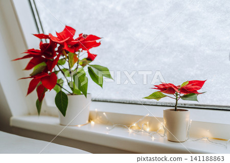 Christmas plant Christmas star, poinsettia window covered with snow Christmas plant Christmas star, poinsettia window covered with snow 141188863