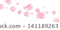 Falling pink sakura or rose petals isolated with soft blurred floral motion for romantic spring wedding invitation banner or beauty spa design. Vector background 141189263