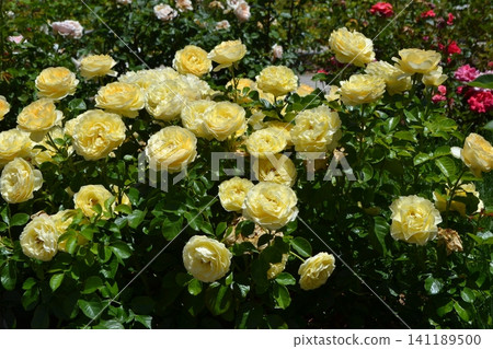 Bush of yellow roses in full bloom at madrid rose garden for summer background and landscape design Bush of yellow roses in full bloom at madrid rose garden for summer background and landscape design 141189500