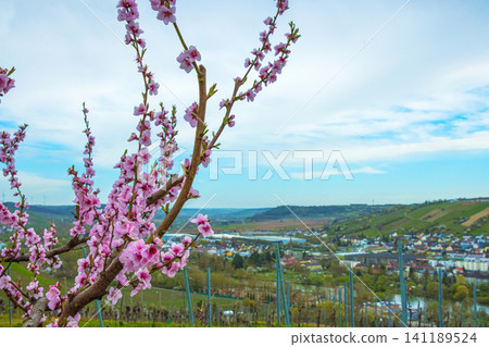 Blooming pink cherry tree blossoms against blurred countryside landscape with hills, vineyards and river under blue cloudy sky. Germany, Bavaria, Wuerzburg, Panoramic Main river valley. Copy space Blooming pink cherry tree blossoms against blurred countryside landscape with hills, vineyards and river under blue cloudy sky. Germany, Bavaria, Wuerzburg, Panoramic Main river valley. Copy space 141189524