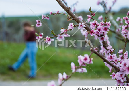 Blooming pink cherry blossoms in spring with a blurred child walking in vineyards in the background. Closeup of pink flowers on a tree branch. Selective focus 141189533