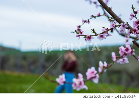 Blooming pink cherry blossoms in spring with a blurred child walking in vineyards in the background. Closeup of pink flowers on a tree branch. Selective focus. Copy space Blooming pink cherry blossoms in spring with a blurred child walking in vineyards in the background. Closeup of pink flowers on a tree branch. Selective focus. Copy space 141189534
