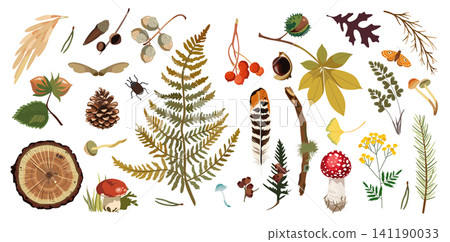 Forest nature collection in vector style with leaves, acorns, chestnuts, pine cones, mushrooms, fern, berries and woodland plants 141190033