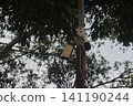 Security camera mounted on pole surrounded by green foliage and branches 141190244