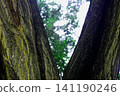 Close-up view of textured tree bark with bifurcated trunk against blurred 141190246