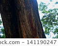 Detailed texture of aged tree bark on a tall trunk with soft forest background 141190247