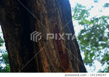 Detailed texture of aged tree bark on a tall trunk with soft forest background 141190247