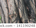 Macro view of rugged tree bark texture showing deep grooves and patterns 141190248