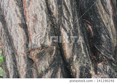 Macro view of rugged tree bark texture showing deep grooves and patterns Macro view of rugged tree bark texture showing deep grooves and patterns 141190248