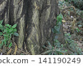 Tree trunk base with green ground plants in a natural forest setting, woodland 141190249