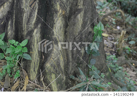 Tree trunk base with green ground plants in a natural forest setting, woodland Tree trunk base with green ground plants in a natural forest setting, woodland 141190249