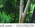 Smooth bark of a tree trunk in a lush forest canopy background with woodland 141190250