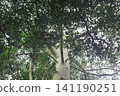 Smooth white tree bark against a dense green leafy canopy with plant life 141190251