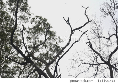 Contrast of lush green foliage and bare tree branches with looking up, branches 141190253