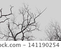 Bare leafless tree branches against an overcast grey sky with looking 141190254
