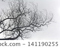 Silhouette of leafless tree branches against a bright overcast sky with branches 141190255