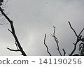 Bare tree branches reaching into a dull gray cloudy sky with branches, leafless 141190256