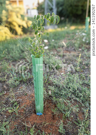A young green tree sapling is growing tall inside a perforated plastic guard tube. It is in a reforestation area where the soil is brown and grass is scattered around. A young green tree sapling is growing tall inside a perforated plastic guard tube. It is in a reforestation area where the soil is brown and grass is scattered around. 141190267