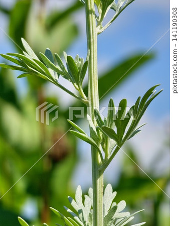 Side View of Wormwood Stem and Narrow Silver Leaves Side View of Wormwood Stem and Narrow Silver Leaves 141190308