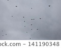 A flock of starlings in the sky 141190348