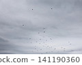A flock of starlings in the sky 141190360
