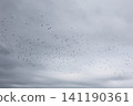 A flock of starlings in the sky 141190361