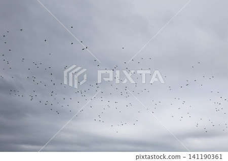 A flock of starlings in the sky A flock of starlings in the sky 141190361