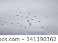 A flock of starlings in the sky 141190362