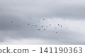 A flock of starlings in the sky 141190363