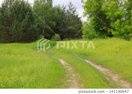 Sandy country road leads through a field into the forest. Dirt road stretches past a pine forest under a cloudy sky, Sandy country road leads through a field into the forest. Dirt road stretches past a pine forest under a cloudy sky, 141190647