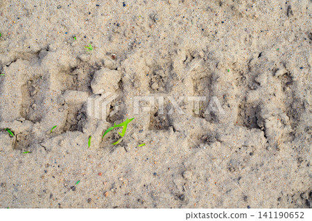Deep tread mark from a big tractor wheel is left on dry soil road surface with loose dirt clods after heavy transport machinery drive. Deep tread mark from a big tractor wheel is left on dry soil road surface with loose dirt clods after heavy transport machinery drive. 141190652