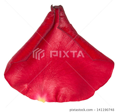 Red rose petal with velvety texture, isolated background Red rose petal with velvety texture, isolated background 141190748