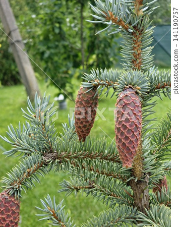 Purple Spruce Cones Among Dense Silver-Blue Needles Purple Spruce Cones Among Dense Silver-Blue Needles 141190757