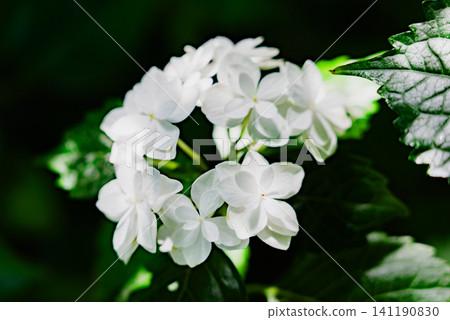 Hydrangea flowers blooming in the garden Hydrangea flowers blooming in the garden 141190830