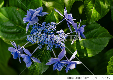 Hydrangea flowers blooming in the garden Hydrangea flowers blooming in the garden 141190839