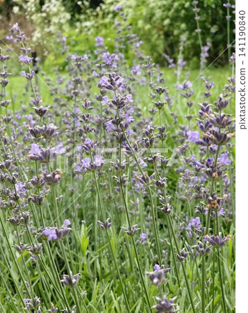 English Lavender Patch Blooming in a Lush Summer Garden English Lavender Patch Blooming in a Lush Summer Garden 141190840