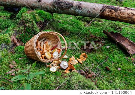 Wicker foraging basket overturned on a mossy forest floor with freshly gathered edible mushrooms in Spessart, Germany. Wicker foraging basket overturned on a mossy forest floor with freshly gathered edible mushrooms in Spessart, Germany. 141190904