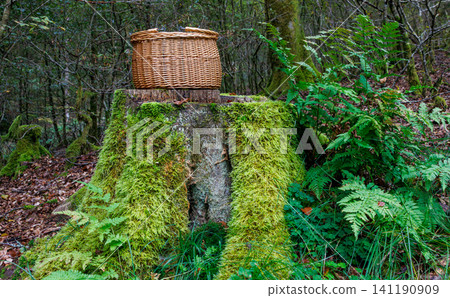 Handmade wicker foraging basket on a moss covered tree stump in the Spessart forest, Germany. Rustic forest scene Handmade wicker foraging basket on a moss covered tree stump in the Spessart forest, Germany. Rustic forest scene 141190909