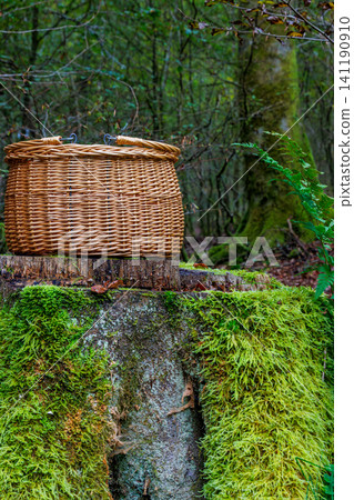 Partly cropped handmade wicker foraging basket on a moss covered tree stump in the Spessart forest, Germany. 141190910