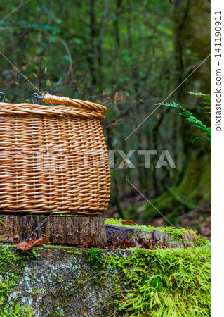 Partly cropped handmade wicker foraging basket on a moss covered tree stump in the Spessart forest, Germany. Partly cropped handmade wicker foraging basket on a moss covered tree stump in the Spessart forest, Germany. 141190911