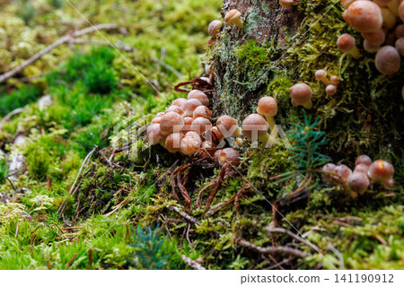 Clustered sulphur tuft mushrooms growing on moss covered wood in Spessart forest, Germany Clustered sulphur tuft mushrooms growing on moss covered wood in Spessart forest, Germany 141190912