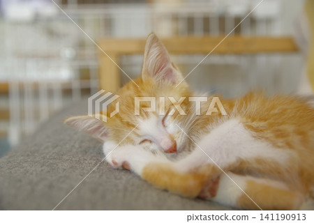 A cute kitten sleeping on the sofa A cute kitten sleeping on the sofa 141190913