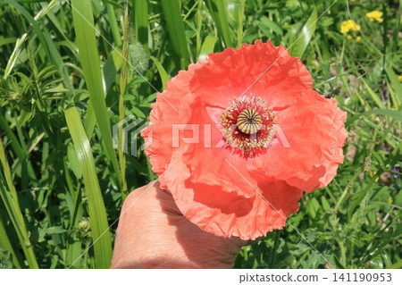 The long-headed poppy flowers stand out conspicuously on the riverbank. The long-headed poppy flowers stand out conspicuously on the riverbank. 141190953