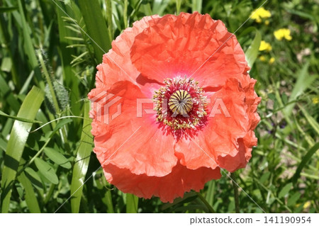 The long-headed poppy flowers stand out conspicuously on the riverbank. 141190954