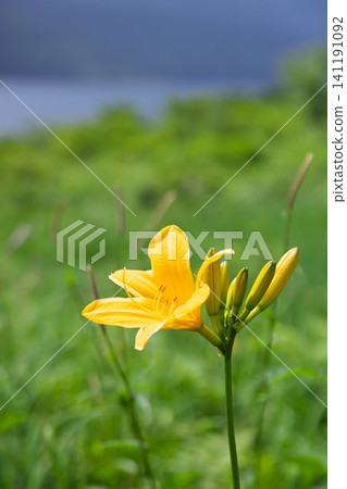 野草湖的夏天:湖岸邊盛開的萱草(群馬縣) 野草湖的夏天:湖岸邊盛開的萱草(群馬縣) 141191092