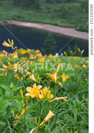 Summer at Lake Nozori: Daylilies blooming along the lakeshore (Gunma Prefecture) 141191098