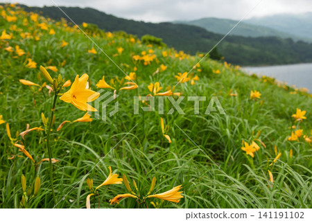 野草湖的夏天:湖岸邊盛開的萱草(群馬縣) 野草湖的夏天:湖岸邊盛開的萱草(群馬縣) 141191102