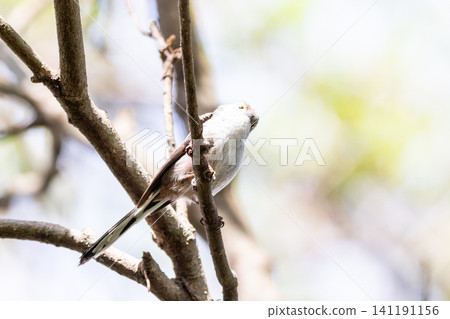 [Chiba Long-tailed Tit] A subspecies of long-tailed tit that can be seen in parks in Chiba Prefecture. 141191156