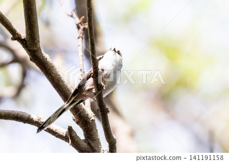 [Chiba Long-tailed Tit] A subspecies of long-tailed tit that can be seen in parks in Chiba Prefecture. 141191158